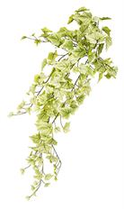 ENGLISH IVY BUSH 34" LT GREEN