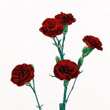 CARNATION MINI BURGUNDY