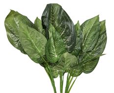 CHINESE EVERGREEN 24" X3