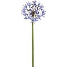 AGAPANTHUS LARGE 35" BLUE