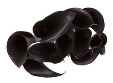 MINI CALLAS BLACK