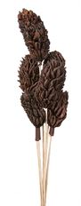 MAGNOLIA POD ON STEM CHOCOLATE 6/PK