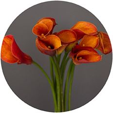 MINI CALLAS ORANGE