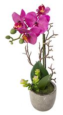 PHALAENOPSIS POTTED 14" ASSORTED