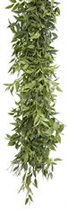 GARLAND ITALIAN RUSCUS