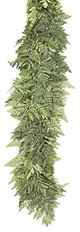 GARLAND LEATHERLEAF
