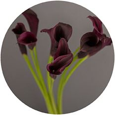 MINI CALLAS PURPLE