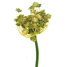 ROSETTE SUCCULENT 10"