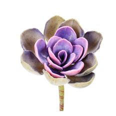 ECHEVERIA PLANT 6" GREEN LAVENDER