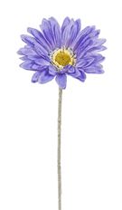 GERBERA SPRAY 22" LIGHT BLUE