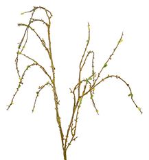 BRANCH PRIVET 52&quot; GREEN