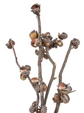 HAKEA PODS 5-9/STEM NATURAL 4/PK