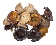 MUSHROOM GOLDEN POLISHED 1 OZ