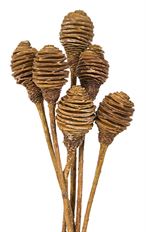 SPIRAL CONE STEM CREAM 6/PK