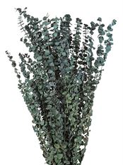 EUCALYPTUS POLISHED GREEN 16OZ