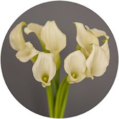 MINI CALLAS WHITE