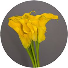 MINI CALLAS YELLOW