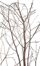 BIRCH TOP 6' WITH BRANCHES