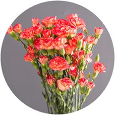 CARNATION MINI ORANGE