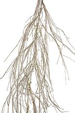 GARLAND TWIG BLEACHED GLT 5' WHITE