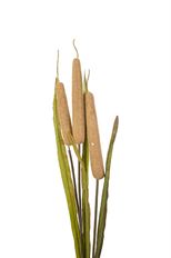 CATTAIL 107CM BEIGE