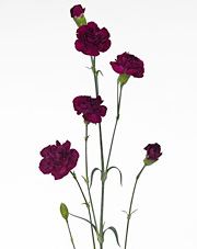 CARNATION MINI PURPLE