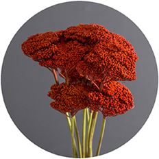 YARROW TINTED