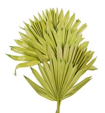 SUN PALM 8X14" LT GREEN 5/PK