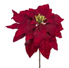 POINSETTIA STEM VELVET 17" CRANB