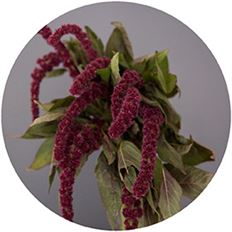 AMARANTHUS BURGUNDY UPRIGHT