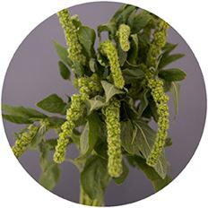 AMARANTHUS GREEN UPRIGHT