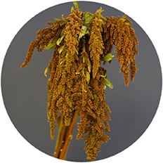 AMARANTHUS BRONZE UPRIGHT