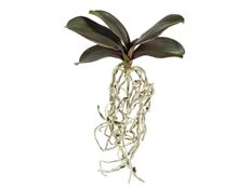 LEAF PHALAENOPSIS W/ ROOTS 13" GR