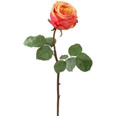 ROSE BUD ECUADORIAN 20.5" PEACH/RED