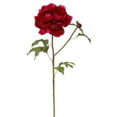 PEONY OPEN SHORT STEM 19.5" FUCHSIA