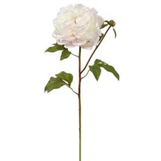 PEONY OPEN 19.5" CHAMPAGNE