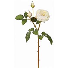 ROSE ENGLISH CHARLOTTE 21.5" CHAMP