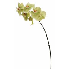 ORCHID PHALAENOPSIS 22" GREEN