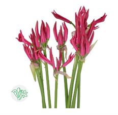 NERINE