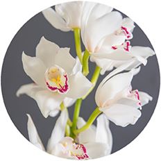ORCHID CYMBIDIUM MINI WHITE