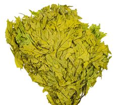 OAK TRANSPARENT CHARTREUSE 16 OZ