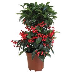 6" ARDISIA