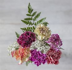 SIX NOVELTY CARNATIONS BQT