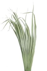 OCEANA PALM GREEN 12/BU