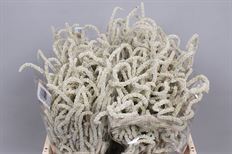 AMARANTHUS DESERT YEARNING