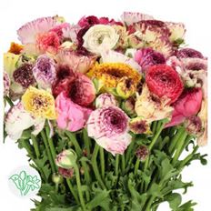 RANUNCULUS CAPPUCCINO