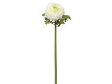 RANUNCULUS OPEN 21" WHITE
