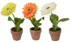POTTED GERBERA ARR 10" 3 AST