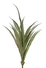 PANDAN LEAF PLANT 20" GREEN