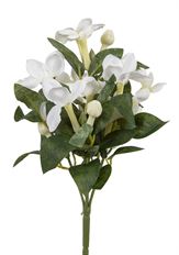 STEPHANOTIS BUSH X5 9" CREAM